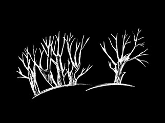 Bare white trees on a black background