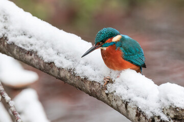 Portrait of a kingfisher in winter