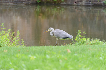 great blue heron fishing near the water standing in the grass and seen from the side