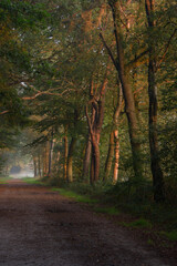 Obraz premium path in the autumn forest with sunshine in the early morning