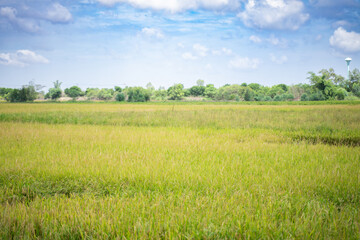 Fototapeta premium Scenery of green rice fields bright sky background