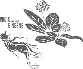 Panax ginseng, Ren Shen root vector silhouette. Medicinal Radix Ginseng plant outline. Set of Radix Ginseng root, flowers in Line for pharmaceuticals and coocking. Contour drawing of medicinal herbs