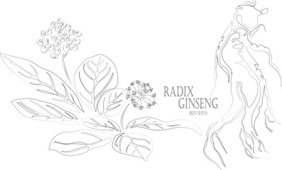 Panax ginseng or Ren Shen root vector contour. Medicinal Radix Ginseng outline. Set of Radix Ginseng root and berries in Line for pharmaceuticals and coocking. Contour drawing of medicinal herbs