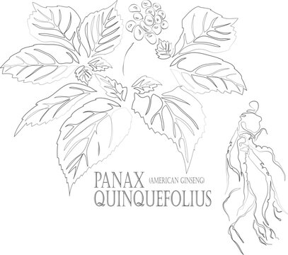 American ginseng or Xi yang shen root vector contour. Medicinal Panax quinquefolius outline. Set of Panax quinquefolius root and berries in Line for pharmaceuticals. Contour drawing of medicinal herbs