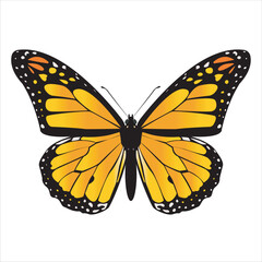 Vector butterfly monarch. Butterfly and insect.