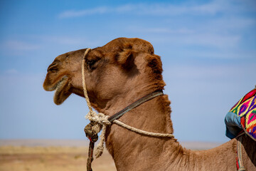 Beautiful camel photo from side angle
