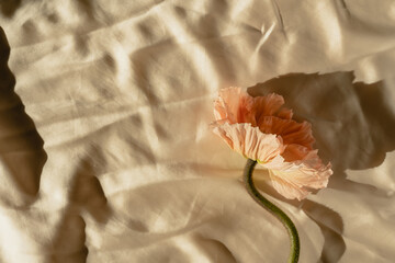 Elegant peach pink poppy flower with sunlight shadows on crumpled wrinkled golden fabric cloth. Aesthetic floral simplicity composition. Close up view flower