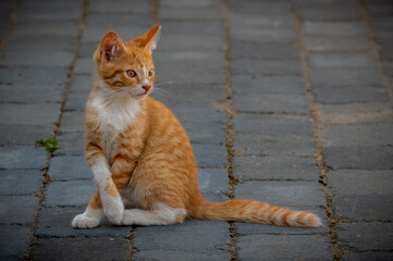 Red kiiten sitting with crossed paws on pavement and staring into the distance with its curious...
