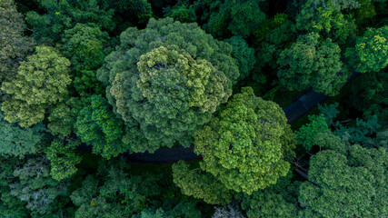 Aerial view of nature green forest and tree. Forest ecosystem and health concept and background, texture of green forest from above.Nature conservation concept.Natural scenery tropical green forest.