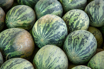 A slightly deformed watermelon is a natural watermelon