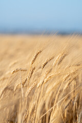 Rural scenery. Background of ripening ears of wheat. Crops field. Field landscape.