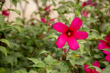 Fototapeta premium The five petals of the beautiful flower are red in color with the stamen flower in the middle