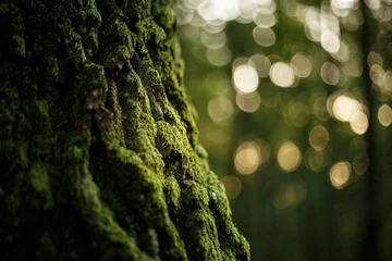 Foto op Canvas moss on tree trunk © Luk