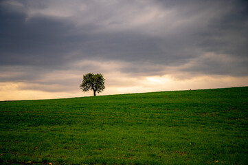 Obraz na płótnie Canvas tree in the field