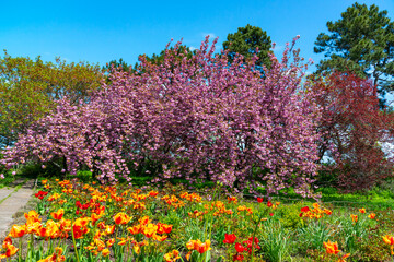 Obraz premium Japanese flowering cherry tree. .Blooming sakura tree in the botanical garden, tulips in the foreground