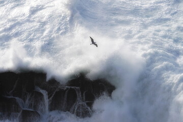 photograph of seagulls flying low next to the cliff, where the giant waves break, waiting to catch...