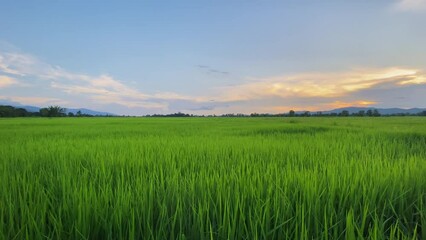 Video landscape of green crops and field. 4K video clip of farming and agriculturist with seeding of rice, young plant and field. Rice field and farmland. Thailand agriculture and farm in Asia.