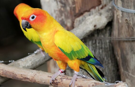 a photography of a colorful bird perched on a branch, brightly colored bird perched on a branch in a cage.