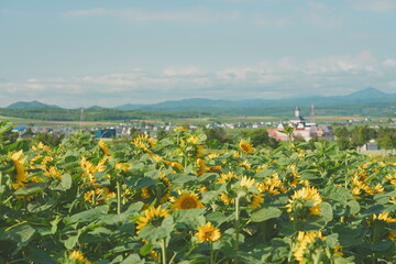 Fototapeta premium Sunflower field Hokuryu Town Hokkaido