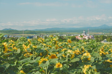 Sunflower field Hokuryu Town Hokkaido