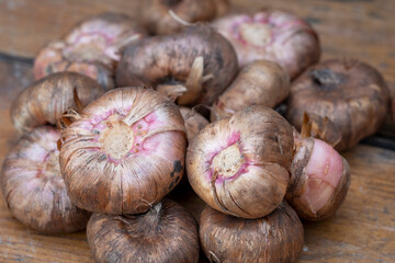 Galdioli bulbs in spring, ready to be planted in the garden