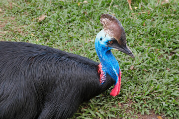 Close-up shot of a big Cassowary bird at the zoo