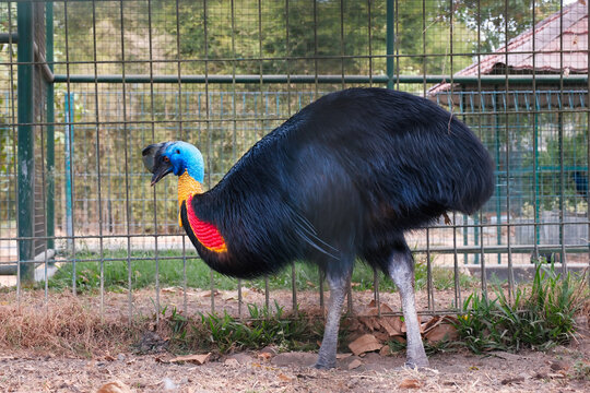 Black Papua New Guinean Cassowary, one of the large flightless birds
