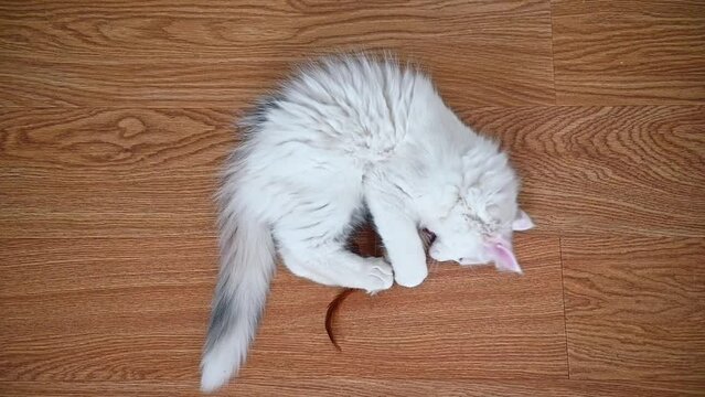 cute white cat kitten playing on the floor with a mouse toy close-up. High quality FullHD footage