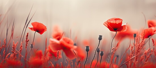 Selective focus on a beautiful field of red poppies in a dark low key creative processed tone - obrazy, fototapety, plakaty