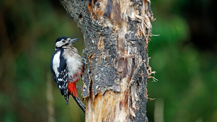 Great spotted woodpecker in the woods