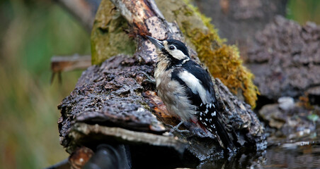 Great spotted woodpecker in the woods