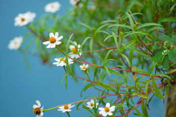 Mini flowers wallpaper and background 