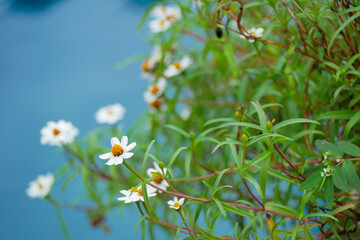 flowers in the garden