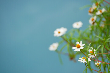 daisies in a field
