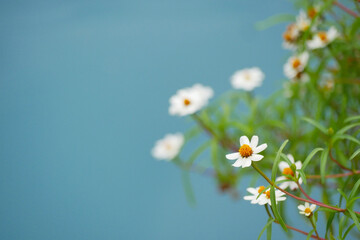Mini flowers wallpaper and background 