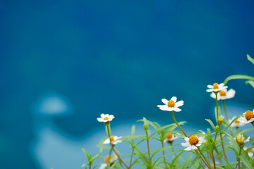 Mini flowers wallpaper and background 
