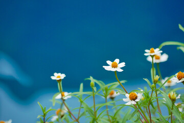 mini flower wallpaper and backgroud