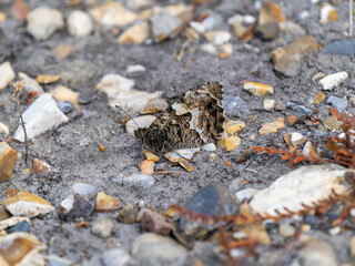 Grayling Butterfly Resting and Merging into the Ground