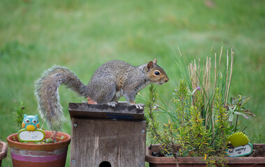 Cute squirrel over a bird's box in a garden with lawn behind 