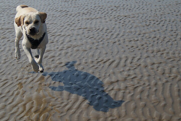 beige weißer Labrador Retriever am Strand von Blavand