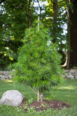 Vertical shot of a stone pine growing in the garden