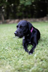 Closeup shot of a black Labrador Retriever lying on the grassland in the garden