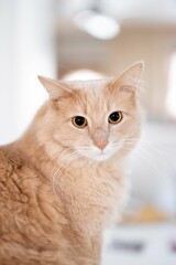 Vertical closeup of adorable golden fur cat looking at the camera