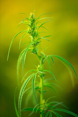 Flying Behemoth: Capturing the Grace of a Huge Transport Plane