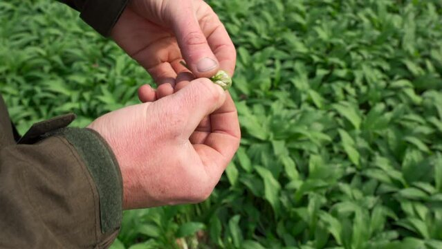 The hands of a person opening some wild garlic
