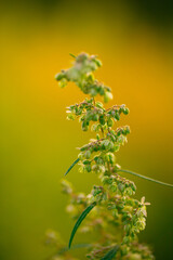 Thriving Hemp: A Glimpse of Youthful Hemp Shoots in the Sun