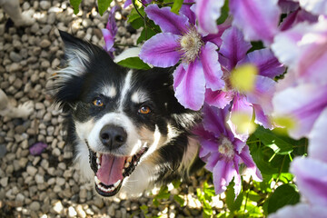 Smiling border collie in flowers. Adult border collie is in flowers in garden. He has so funny face.