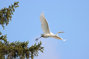 Siblerreiher bei Abflug aus Fichte