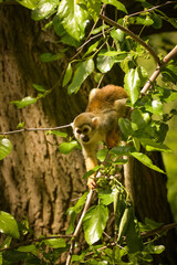 Obraz premium a squirrel monkey perched on a tree branch. Monkeys in their enclosure at the zoo. An animal in captivity. 