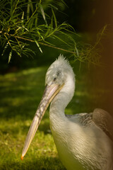 Zoos portrait of pelican who is sittig on stick. They are amazing animal. And they are looking so good.